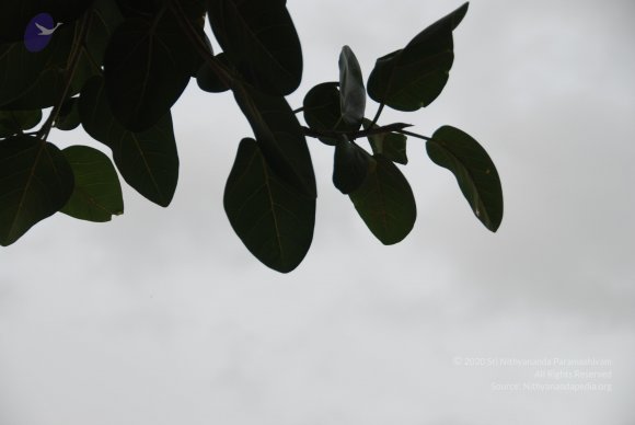 DSC_3534_CMP_WM