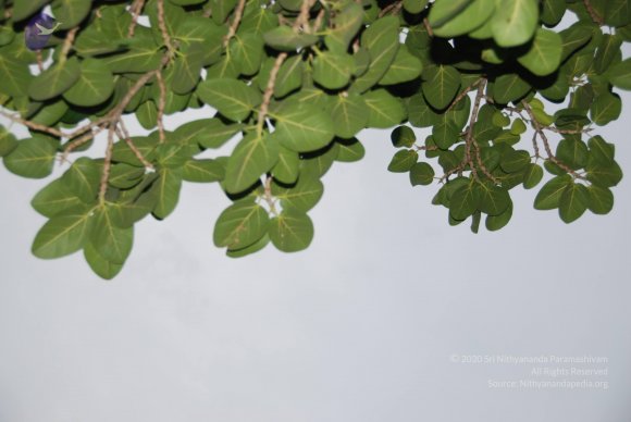 DSC_3541_CMP_WM
