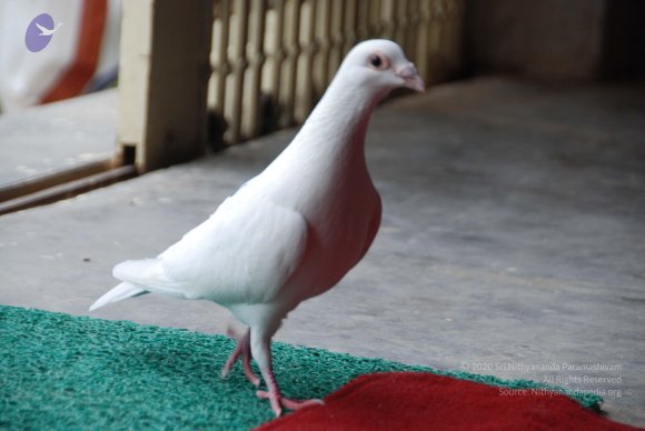 20100704_Photo_1119_DSC_4316_CMP_WM