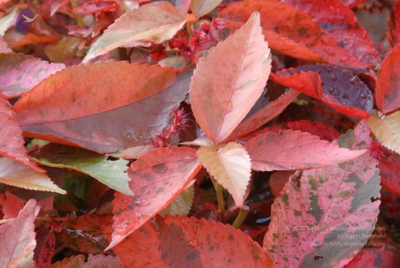 20100707_Photo_1066_DSC_1370_CMP_WM