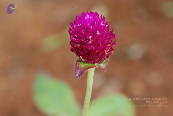 20100707_Photo_1005_DSC_1395_CMP_WM