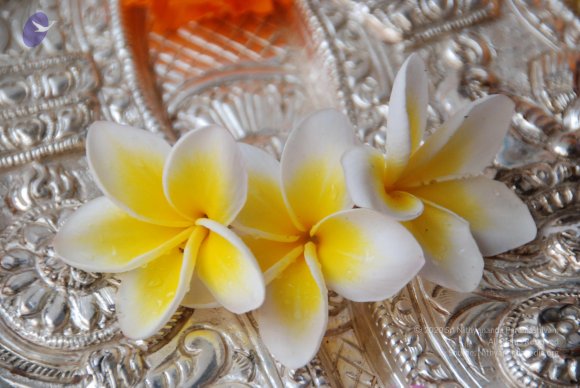 20100717_Photo_1013_DSC_1613_CMP_WM