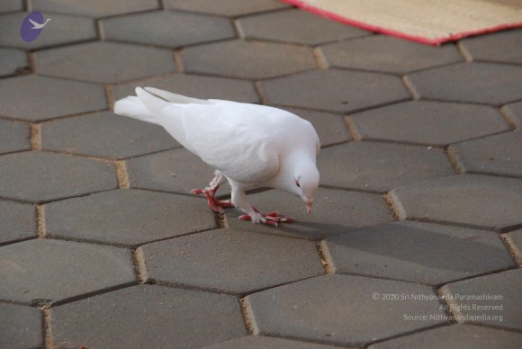 20100717_Photo_1037_DSC_1655_CMP_WM