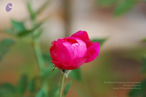 20100717_Photo_1061_DSC_1650_CMP_WM