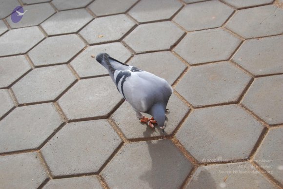 20100717_Photo_1082_DSC_1656_CMP_WM