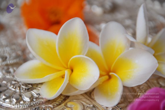 20100717_Photo_1099_DSC_1615_CMP_WM