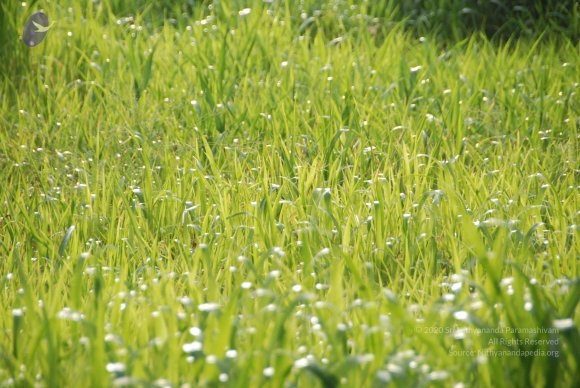 20100717_Photo_1100_DSC_1583_CMP_WM