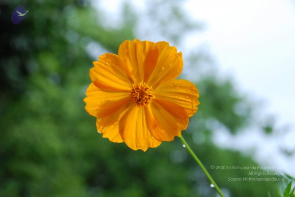 20100717_Photo_1111_DSC_1666_CMP_WM