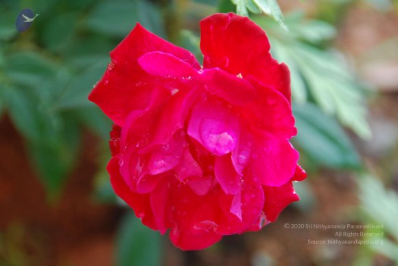 20100717_Photo_1112_DSC_1651_CMP_WM