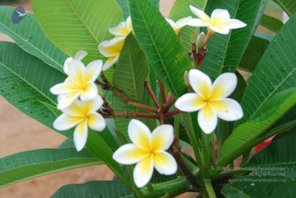 20100729_Photo_1011_DSC_5651_CMP_WM