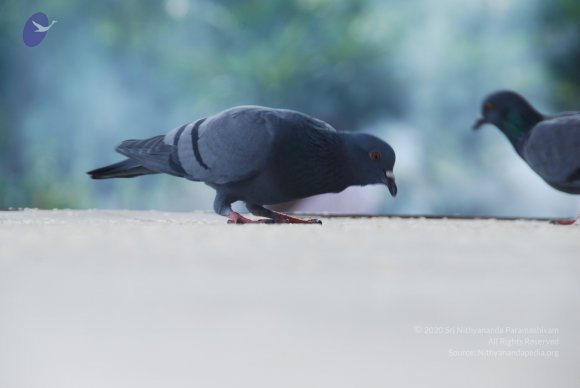 20100916_Photo_1021_DSC_7811_CMP_WM