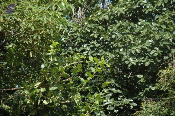 20100929_Photo_1007_DSC_6158_CMP_WM