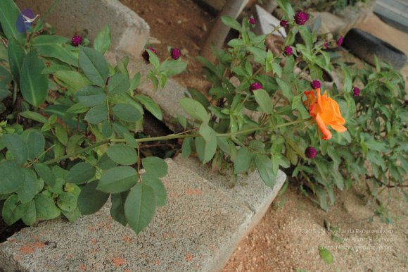 20100915_Photo_1002_DSC_4686_CMP_WM