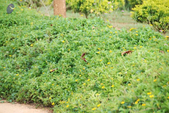 20110805_Photo_1027_DSC_2590_CMP_WM