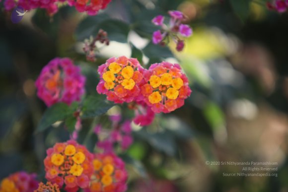 20110203_Photo_1020_IMG_4140_CMP_WM