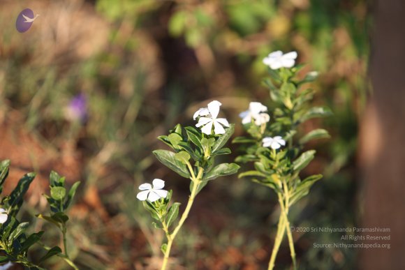 20110203_Photo_1049_IMG_4139_CMP_WM