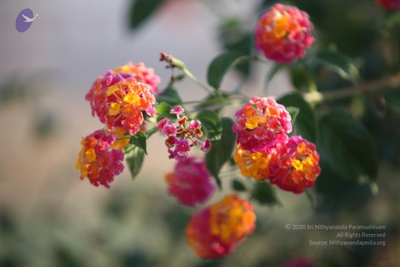 20110203_Photo_1051_IMG_4142_CMP_WM