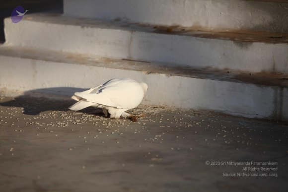 20110203_Photo_1066_IMG_4047_CMP_WM