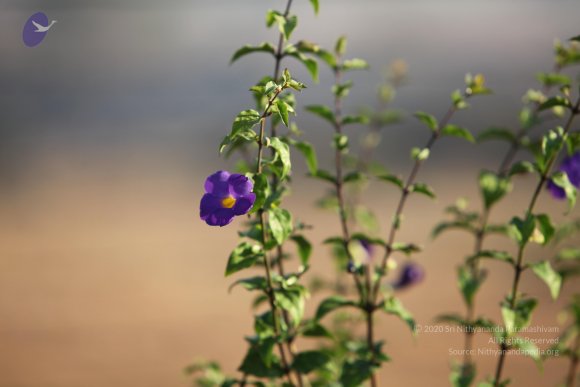 20110203_Photo_1085_IMG_4137_CMP_WM