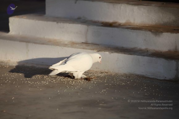 20110203_Photo_1115_IMG_4046_CMP_WM