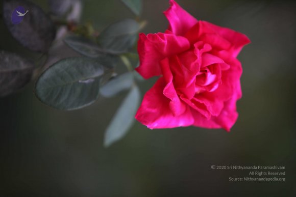 20110225_Photo_1066_IMG_0857_CMP_WM