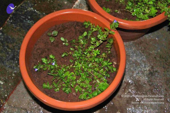 Theppotsavam_Photo_1061_IMG_4237_CMP_WM