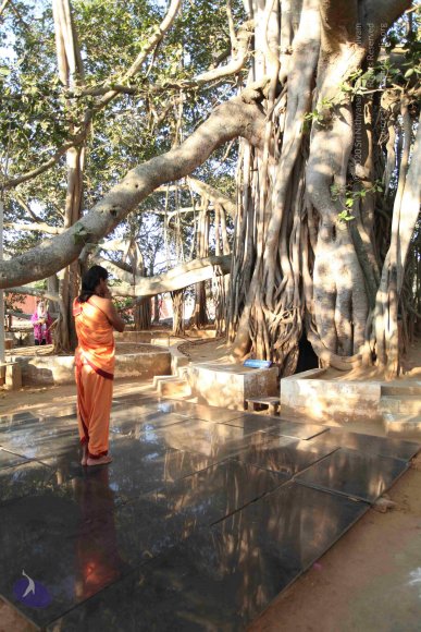 20110305_Photo_1051_IMG_7186_CMP_WM