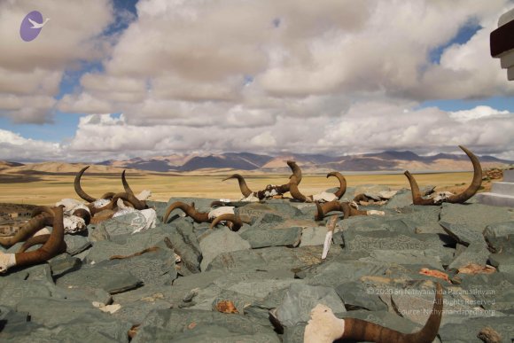 20120807_Photo_1005_IMG_7417_CMP_WM