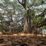 03--Banyan-Tree
