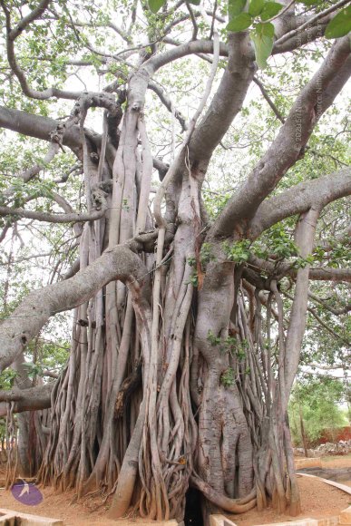 01-TEMPLE_Photo_1026_IMG_4650_CMP_WM