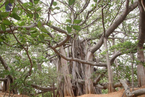 01-TEMPLE_Photo_1037_IMG_4796_CMP_WM