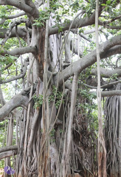 20130619_Photo_1004__MG_5898_CMP_WM