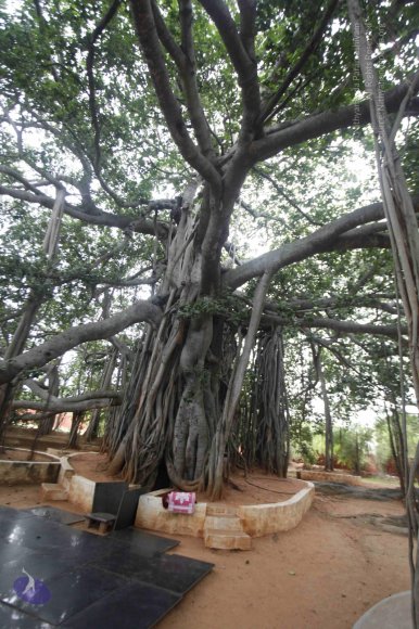 10-Temple_Photo_1010__MG_6983_CMP_WM