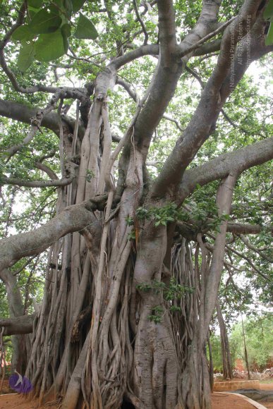 4-Temple_Photo_1010_IMG_7711_CMP_WM