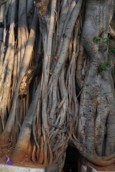 20130525_Photo_1015_IMG_9771_CMP_WM