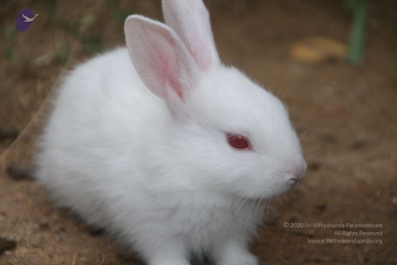 20140715_Photo_1000_IMG_0436_CMP_WM