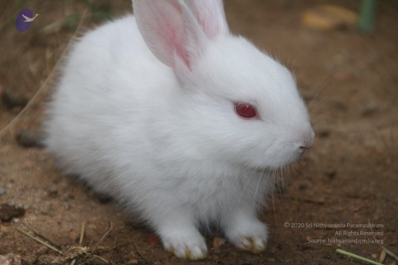 20140715_Photo_1001_IMG_0437_CMP_WM