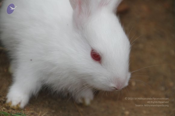 20140715_Photo_1002_IMG_0442_CMP_WM