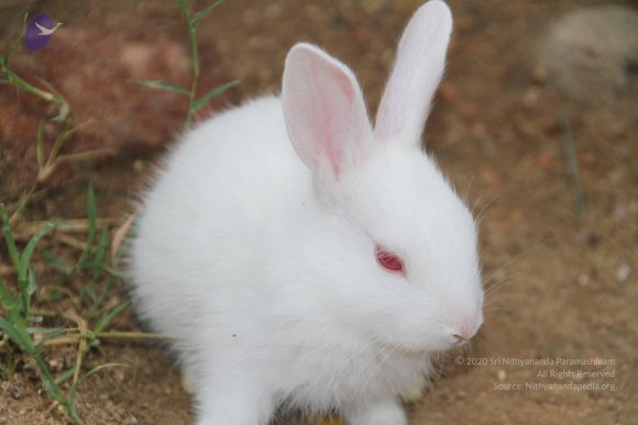 20140715_Photo_1005_IMG_0445_CMP_WM