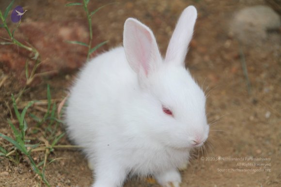 20140715_Photo_1006_IMG_0446_CMP_WM