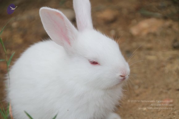 20140715_Photo_1007_IMG_0447_CMP_WM