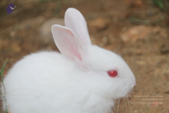 20140715_Photo_1008_IMG_0448_CMP_WM