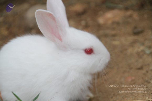 20140715_Photo_1009_IMG_0449_CMP_WM