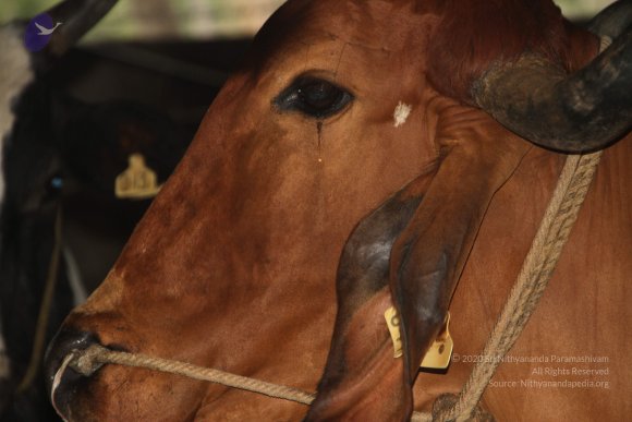 20140715_Photo_1011_IMG_0451_CMP_WM