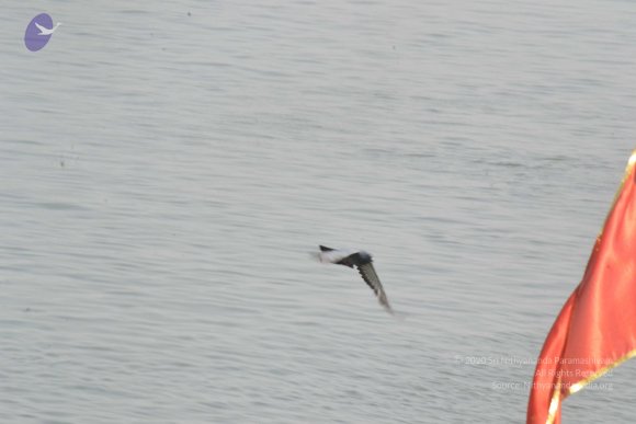 20140501_Photo_1016_DSC_7725_CMP_WM