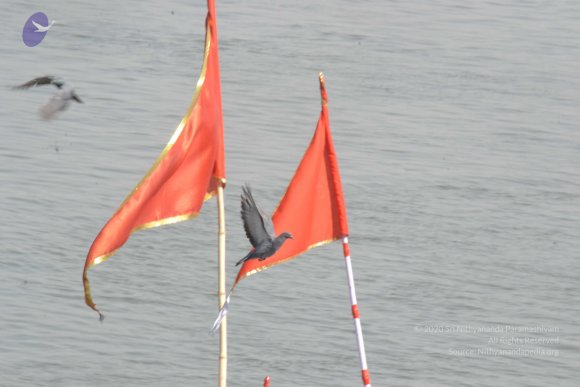 20140501_Photo_1034_DSC_7723_CMP_WM