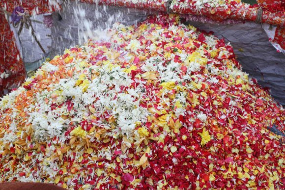 2015-July-31-_Photo_1114_IMG_4381_CMP_WM