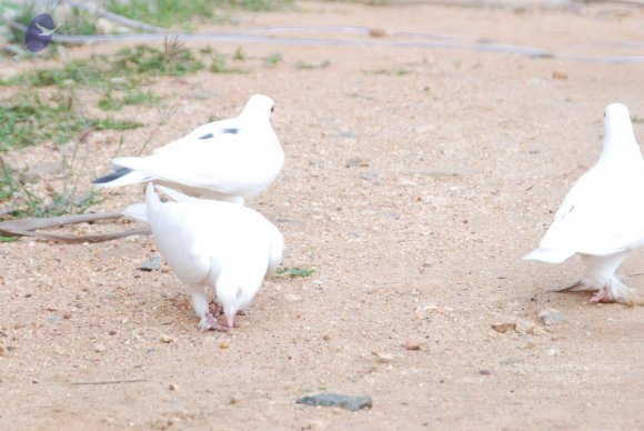 20170720_Photo_1018_DSC_4033_CMP_WM