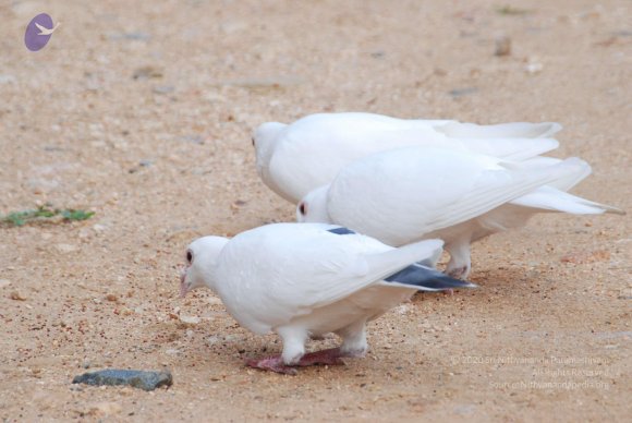 20170720_Photo_1123_DSC_4037_CMP_WM